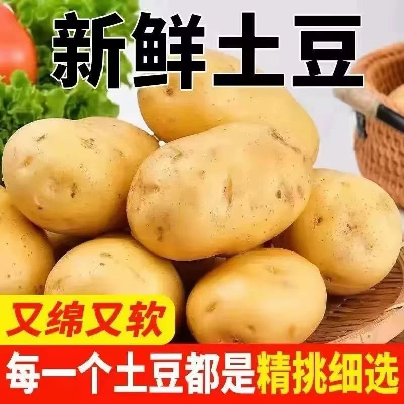 正宗东北黄皮土豆马铃薯黄心土豆批发洋芋蔬菜整箱