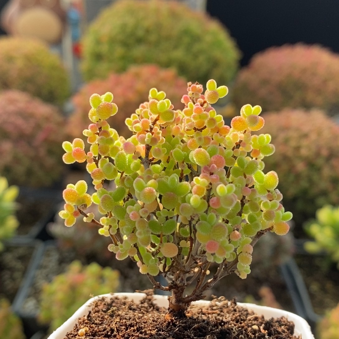 蜜橘糖球2857枝干番杏