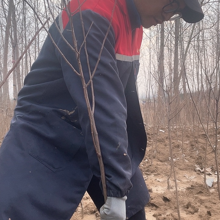 无花朵文冠花一物一拍