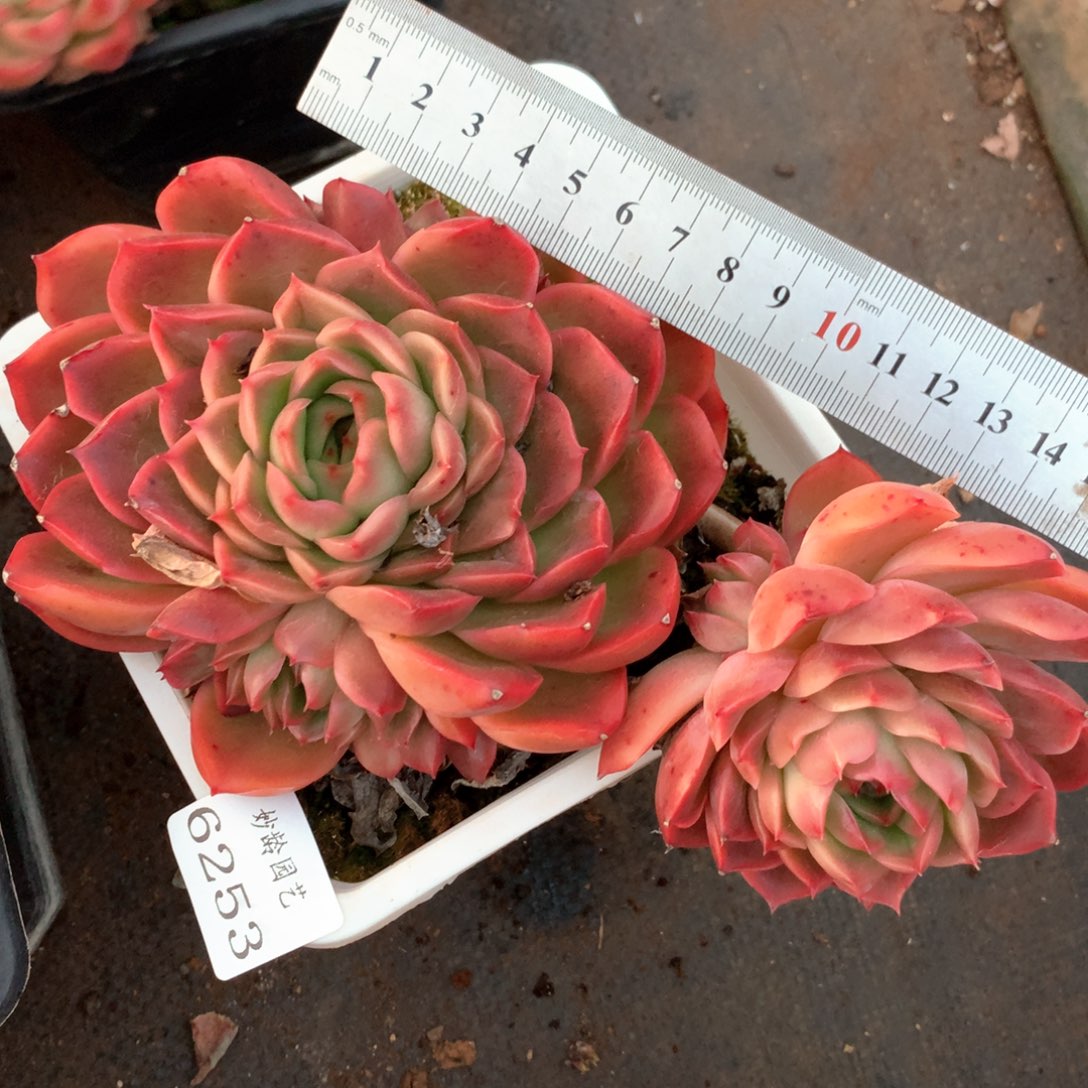 6253不包掉头不售后