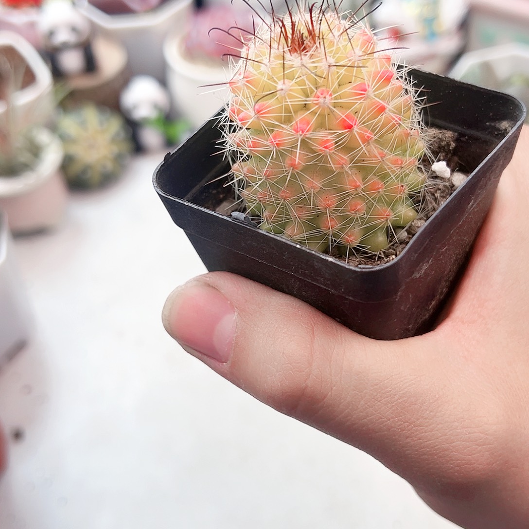 红菠萝多肉植物一颗