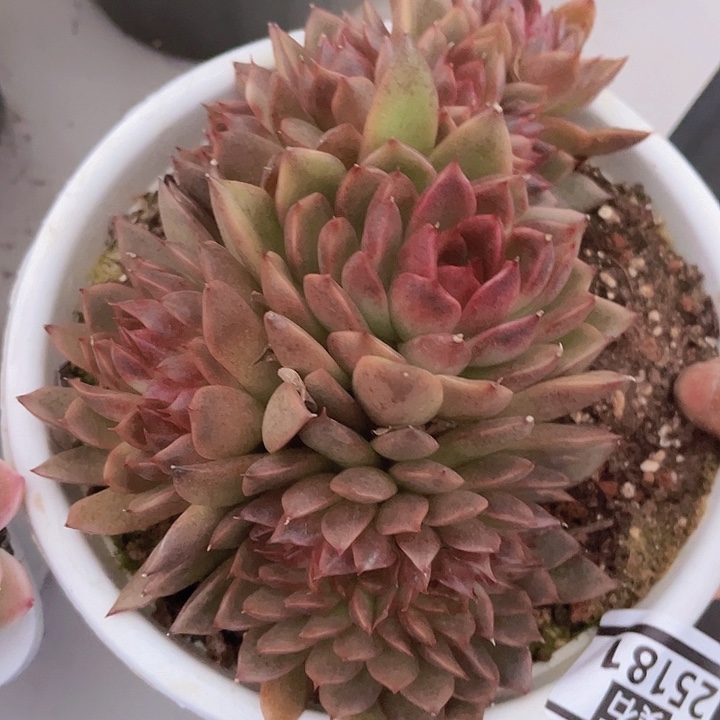 黑曼巴缀25181多肉植物