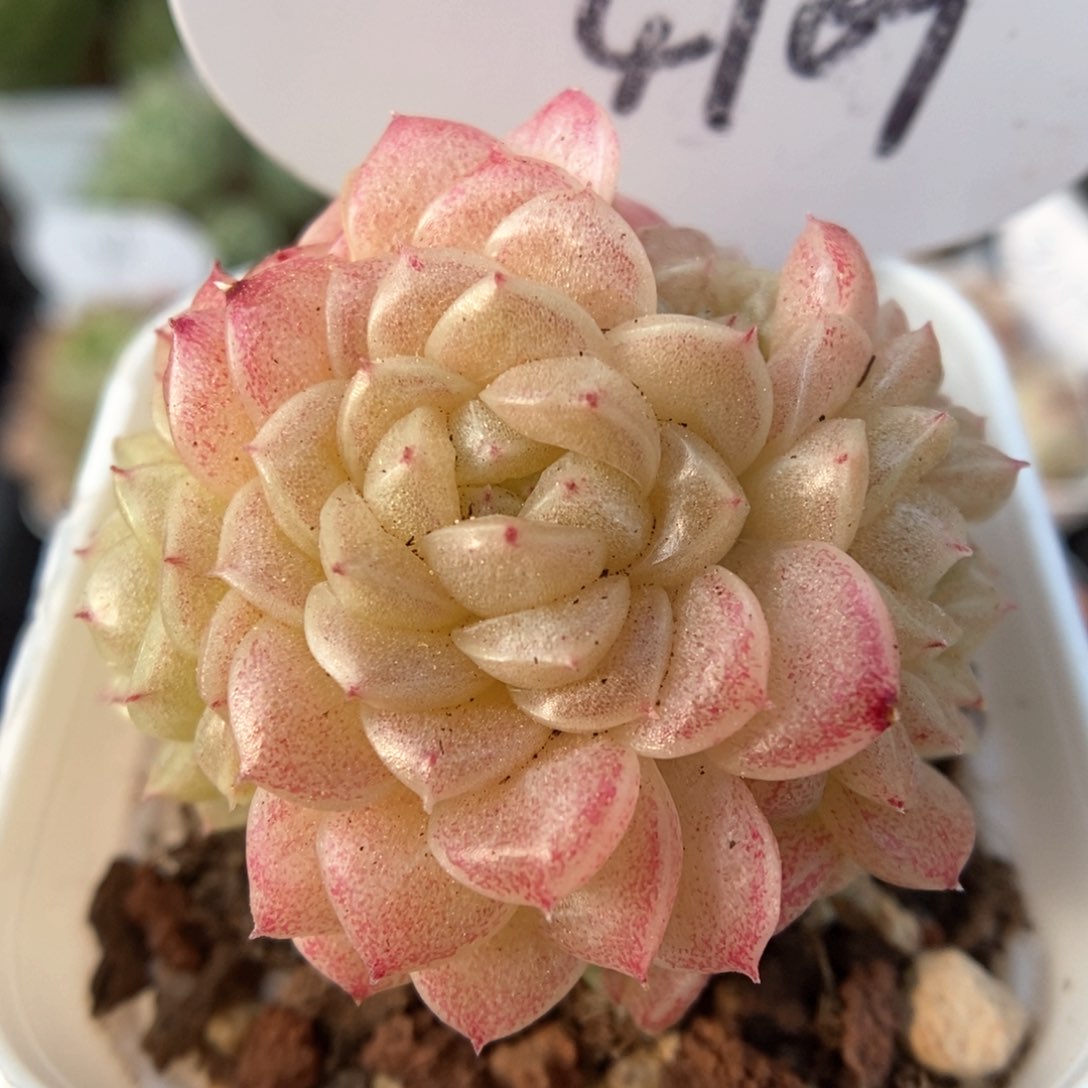 油透麦秆群生4709号。