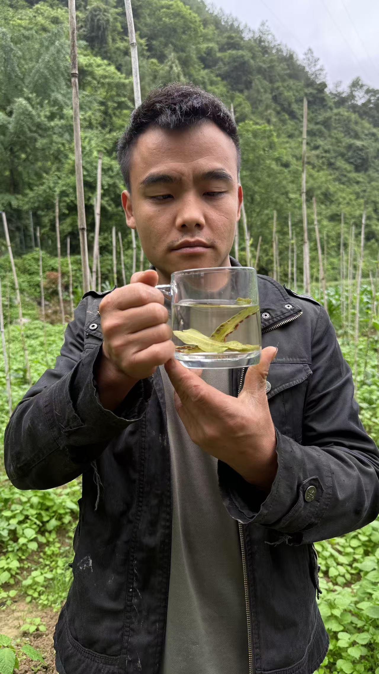 主播推荐大山深处英雄草