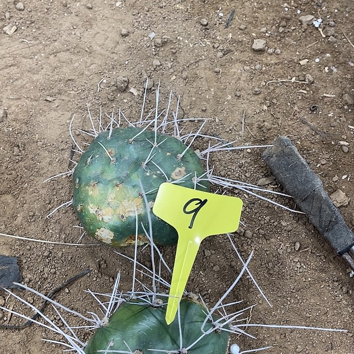 杰拉德两片9，号有瑕疵