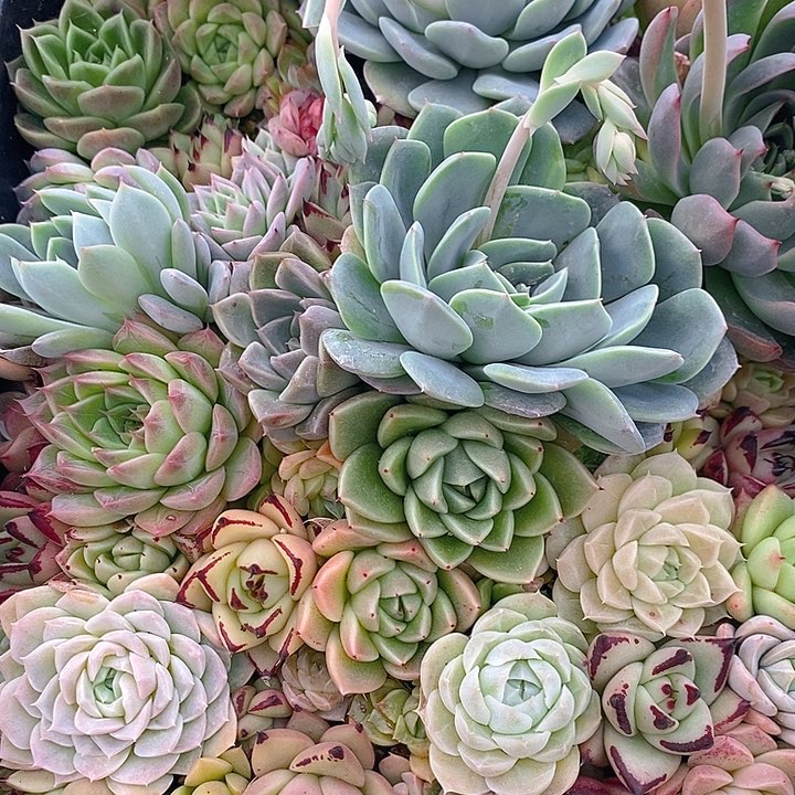 91 多肉植物盆栽花卉植物