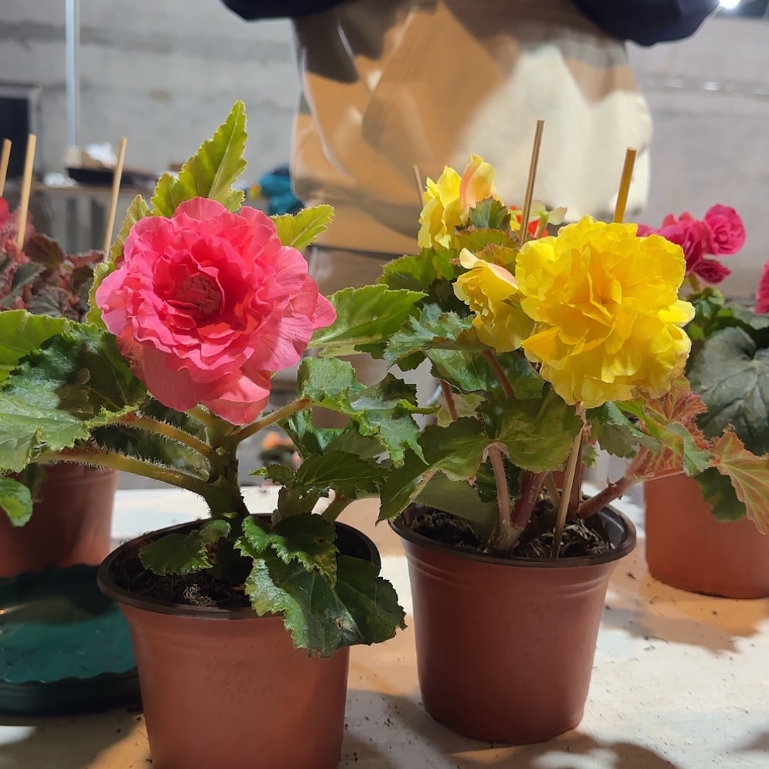 绿叶粉➕黄，掉花折叶正常介意勿拍不拍保温冻死不售后