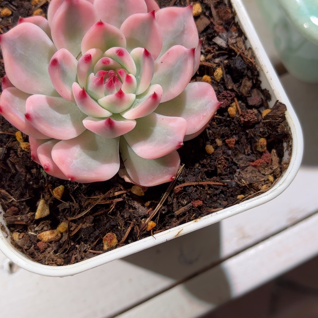 吉娃娃锦多肉植物