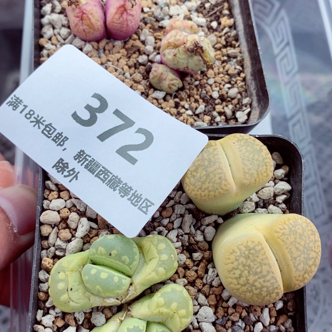 我的小姐姐们都是我372
