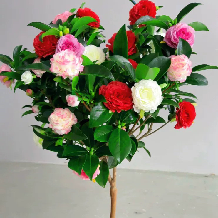 【五色赤丹】6年大苗带满头花苞发货高度70-90公分南方北方种植盆栽