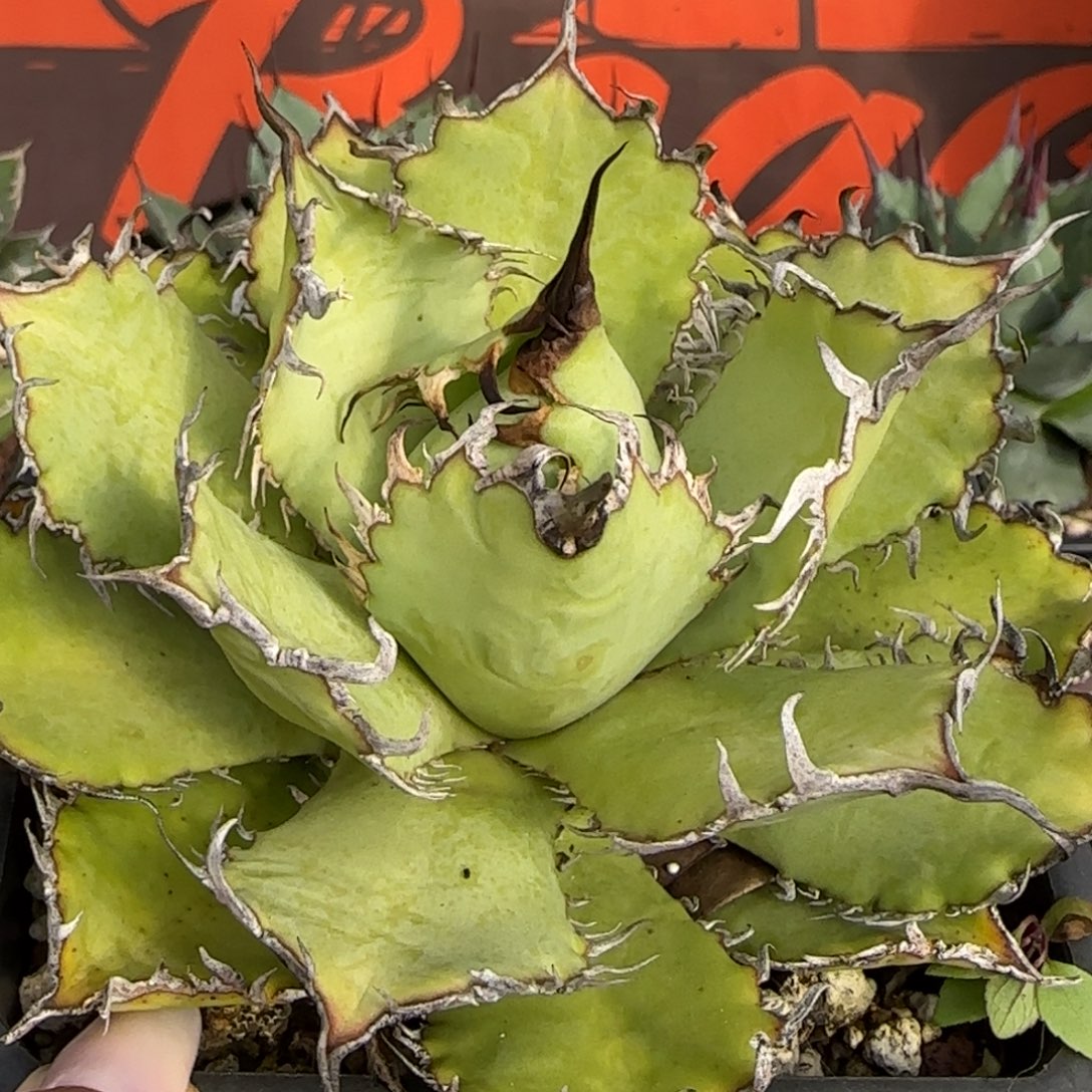 蕾丝啦啦啦啦啦啦啦啦