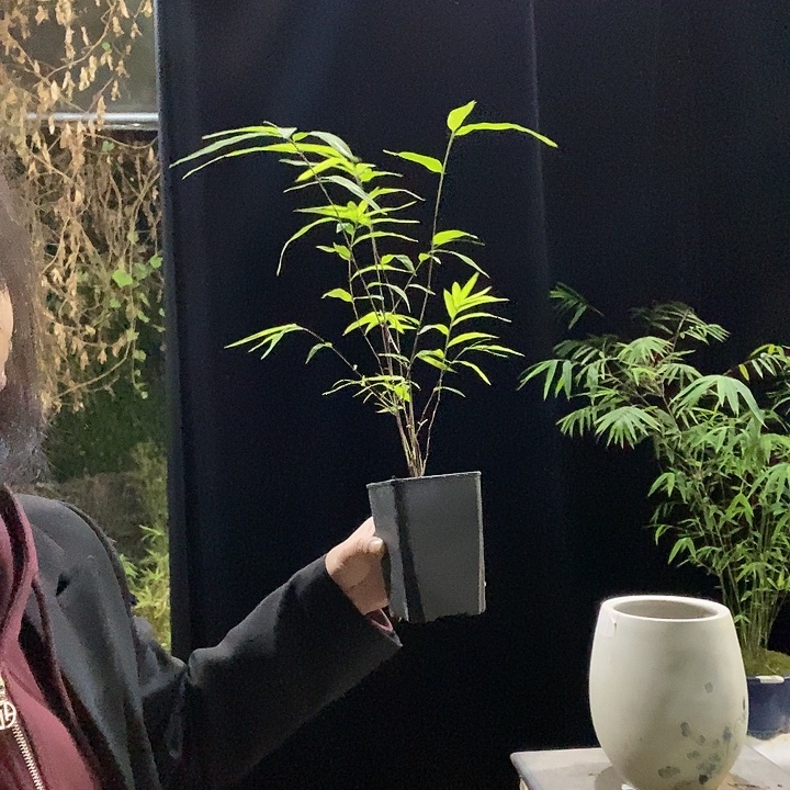 完全开放内门竹 内门竹