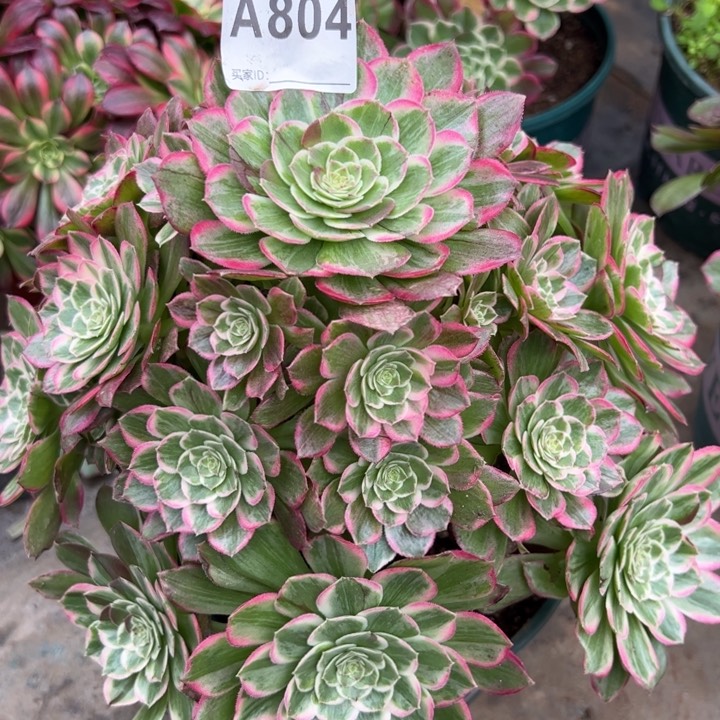 804莲花26厘米左右