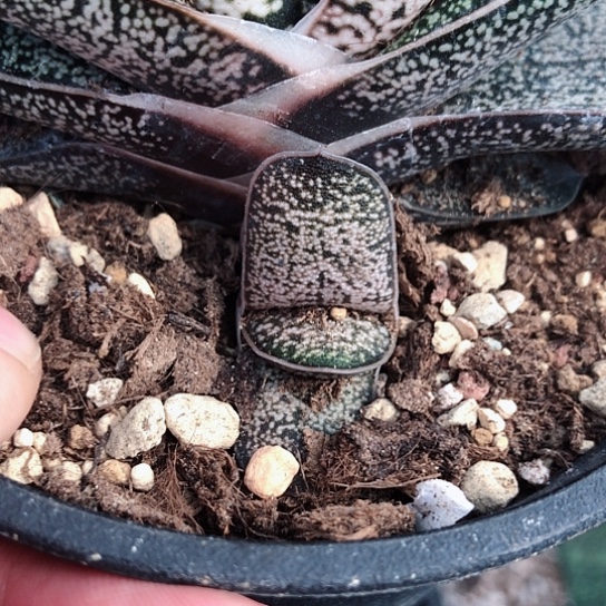 春莺转旋转蜗牛侧牙蜗牛