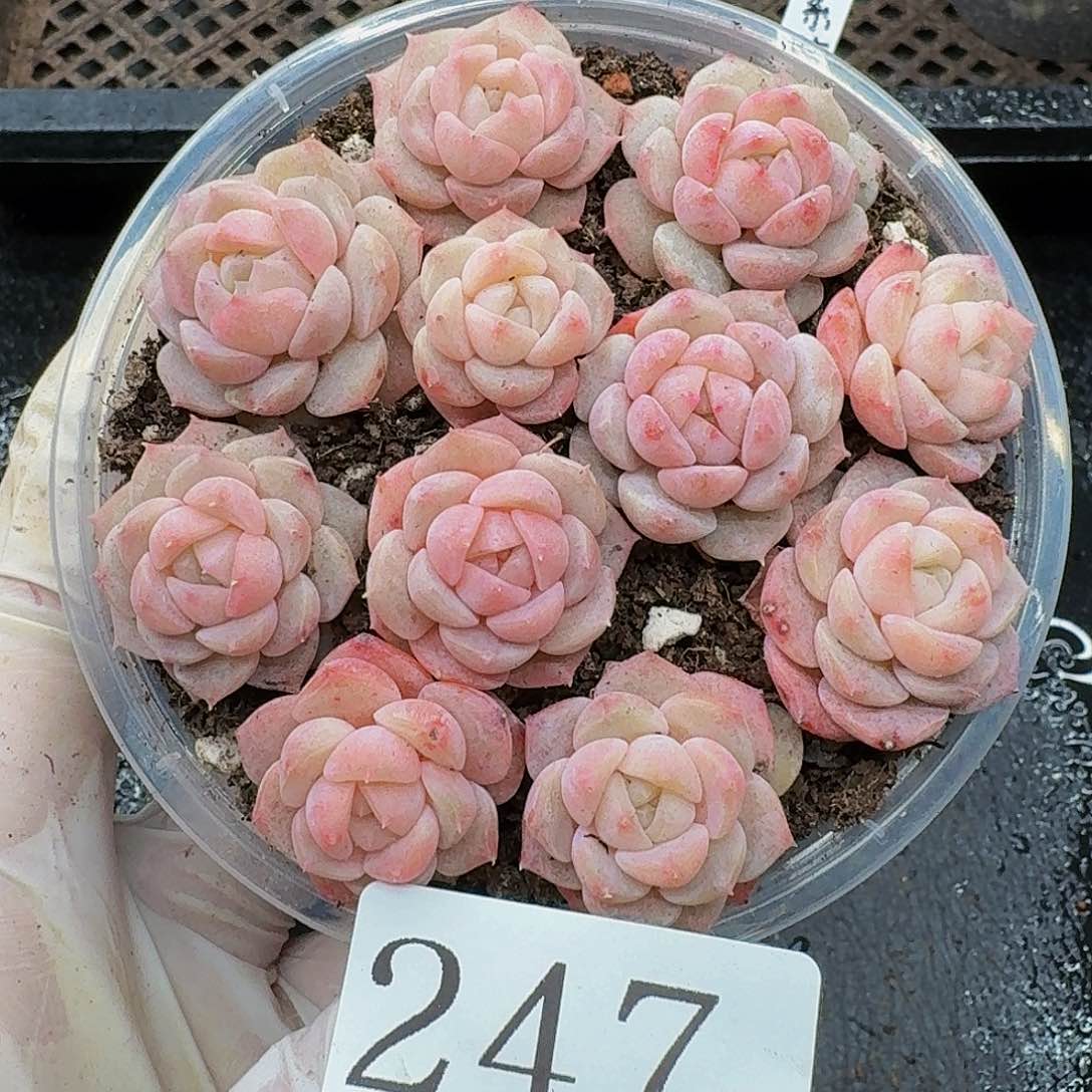 多肉植物多肉植物247