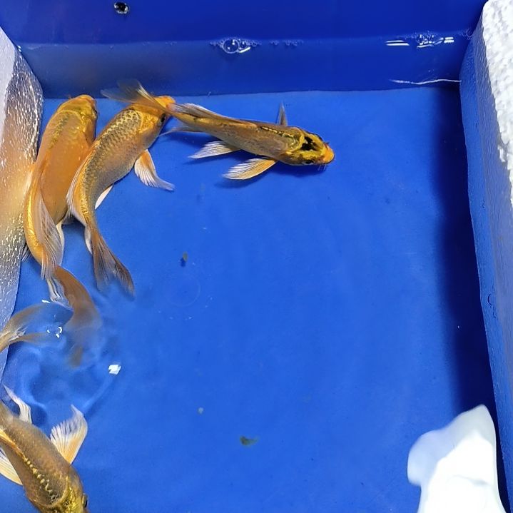 蝴蝶鲤鱼4条精品蝴蝶鲤鱼
