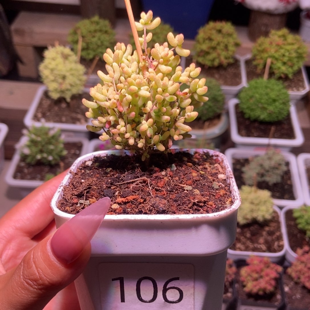 米粒锦一物一拍带盆土发货