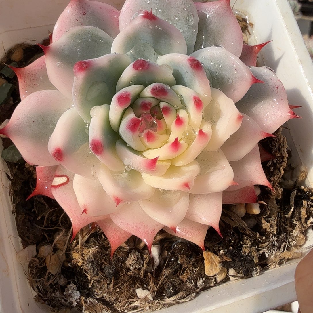 吉娃娃锦，多肉植物