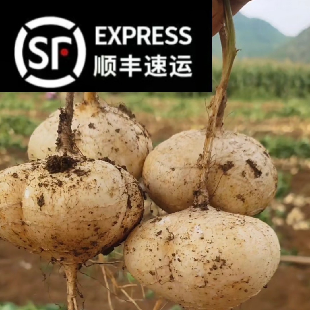 湘西本地新鲜凉薯白瓜土瓜沙葛生态地当季水果农机自种顺丰包邮