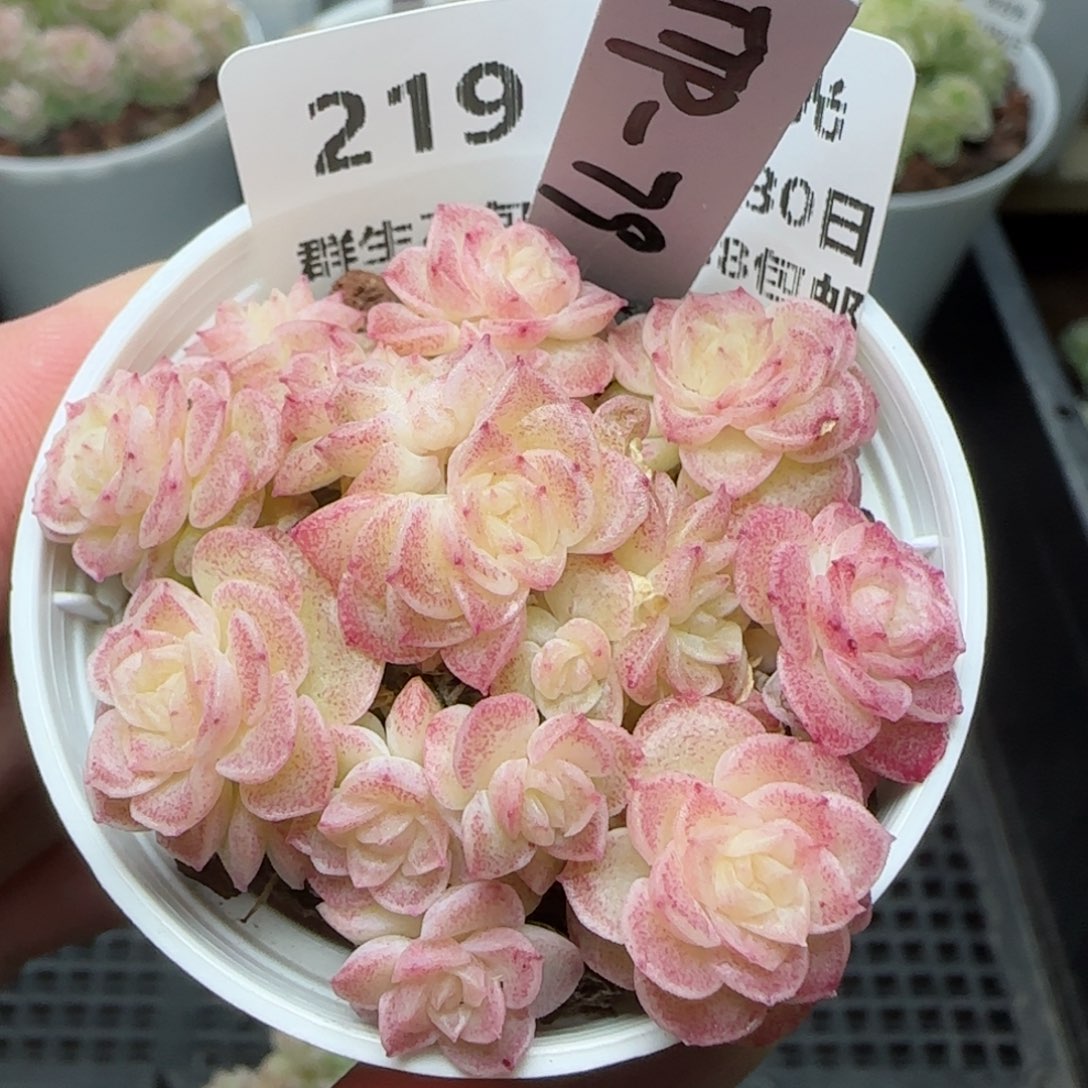 0130-219（TTP-79）