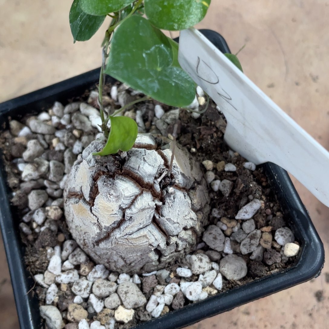 盆栽，双芽点龟甲龙