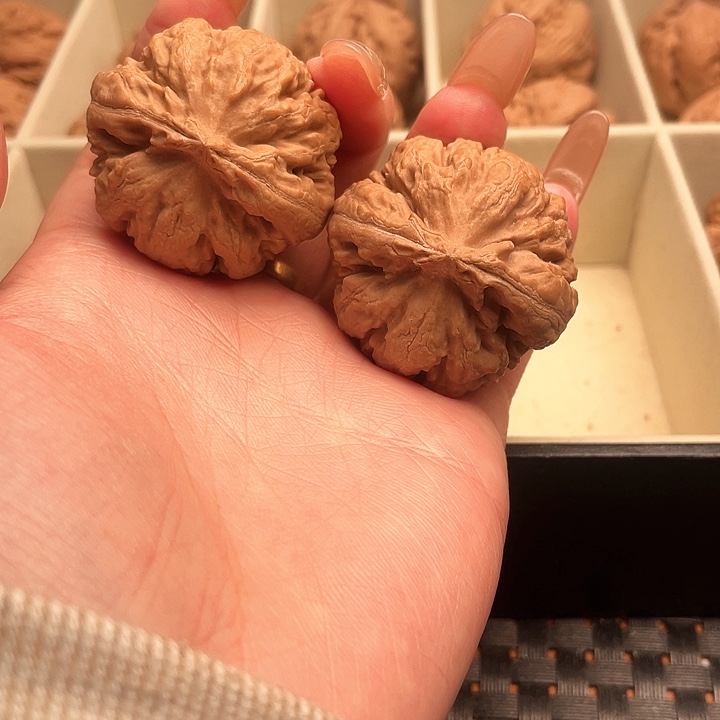 ⑥***霸王龙核桃尺寸38