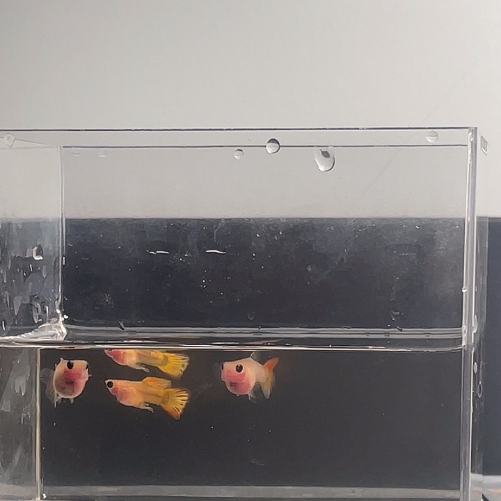 海水鱼三对球球一共5对