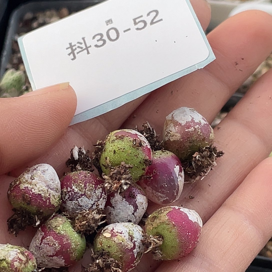 T***y30-52肉锥多肉植物