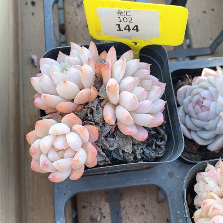 福利多多。102144