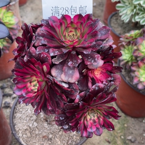 美姬多肉多肉5624