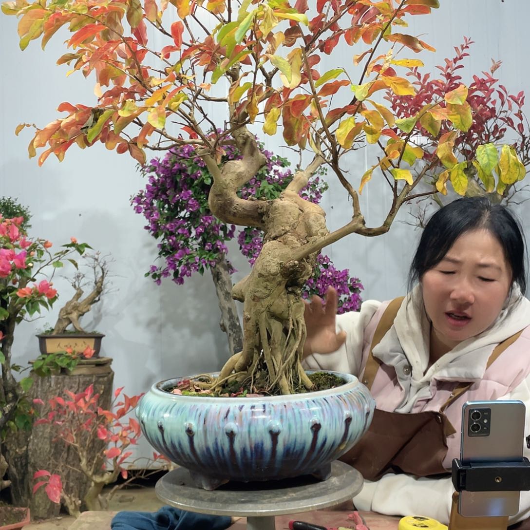 无花朵红花紫薇红花紫薇