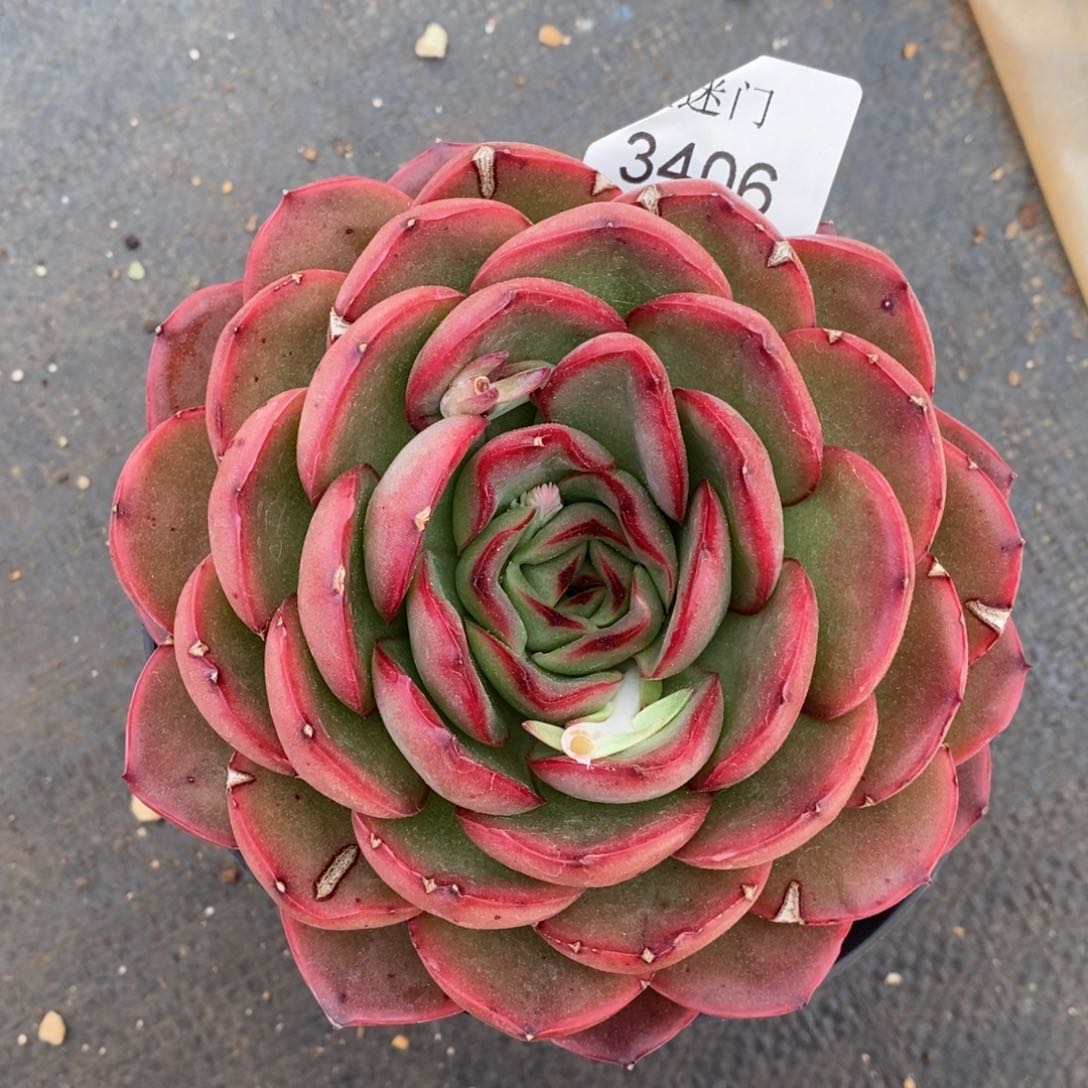 杂交精品多肉3406~12厘米~叶伤