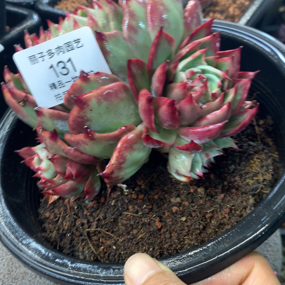 131号多肉植物惊鸿14