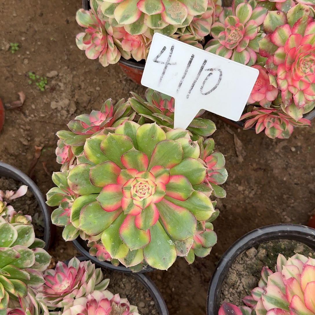 4110荔枝多肉法师多肉