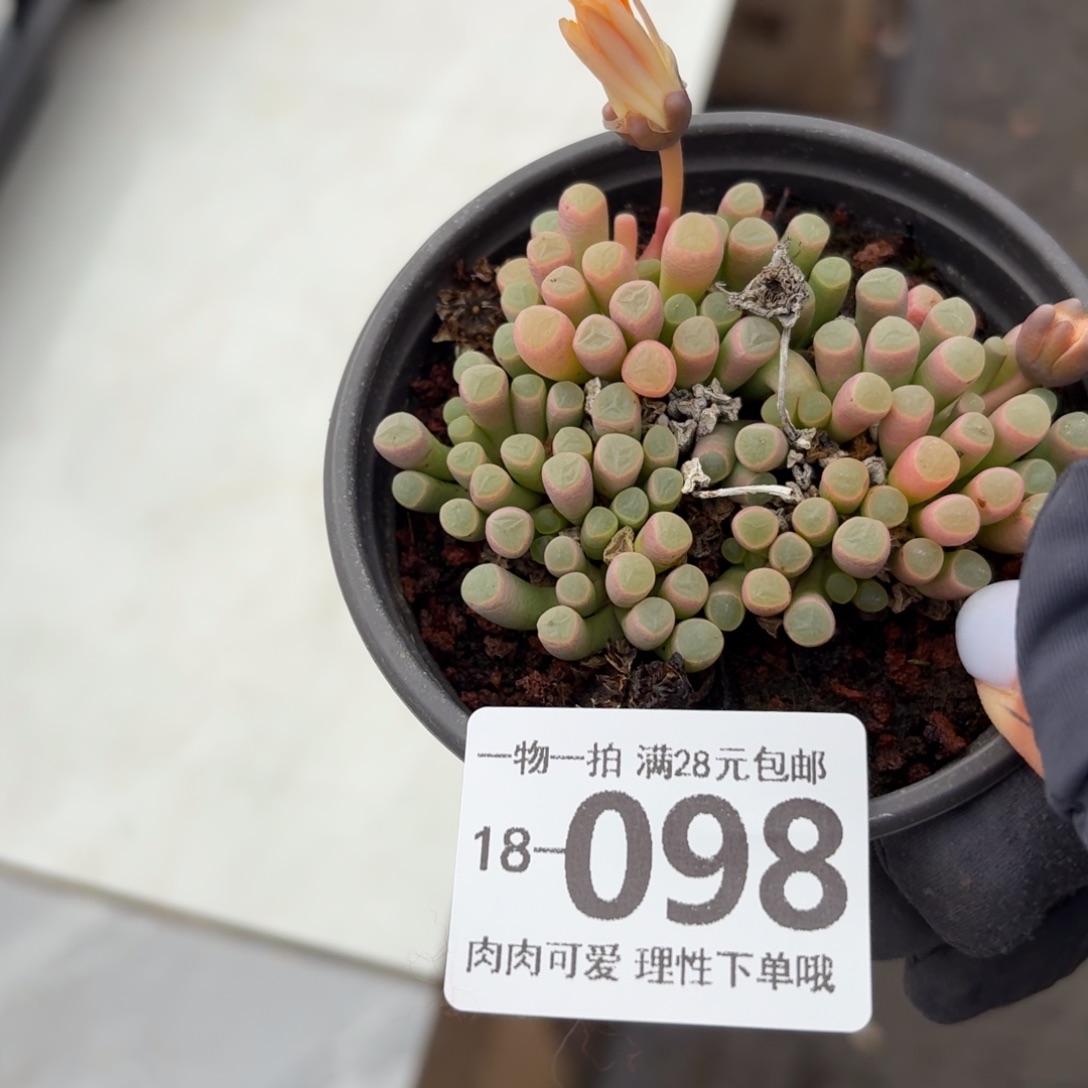 五十玲玉无盆土发货无