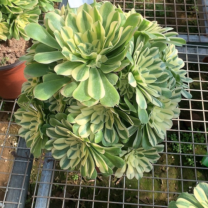 屁**猪多肉法师多肉法师291