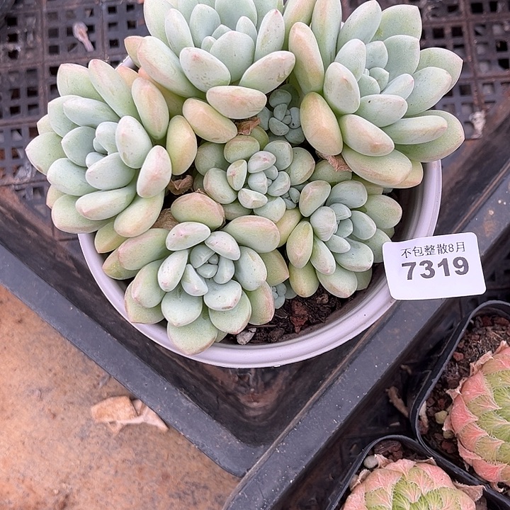 阿雅园艺。       7319泡泡糖
