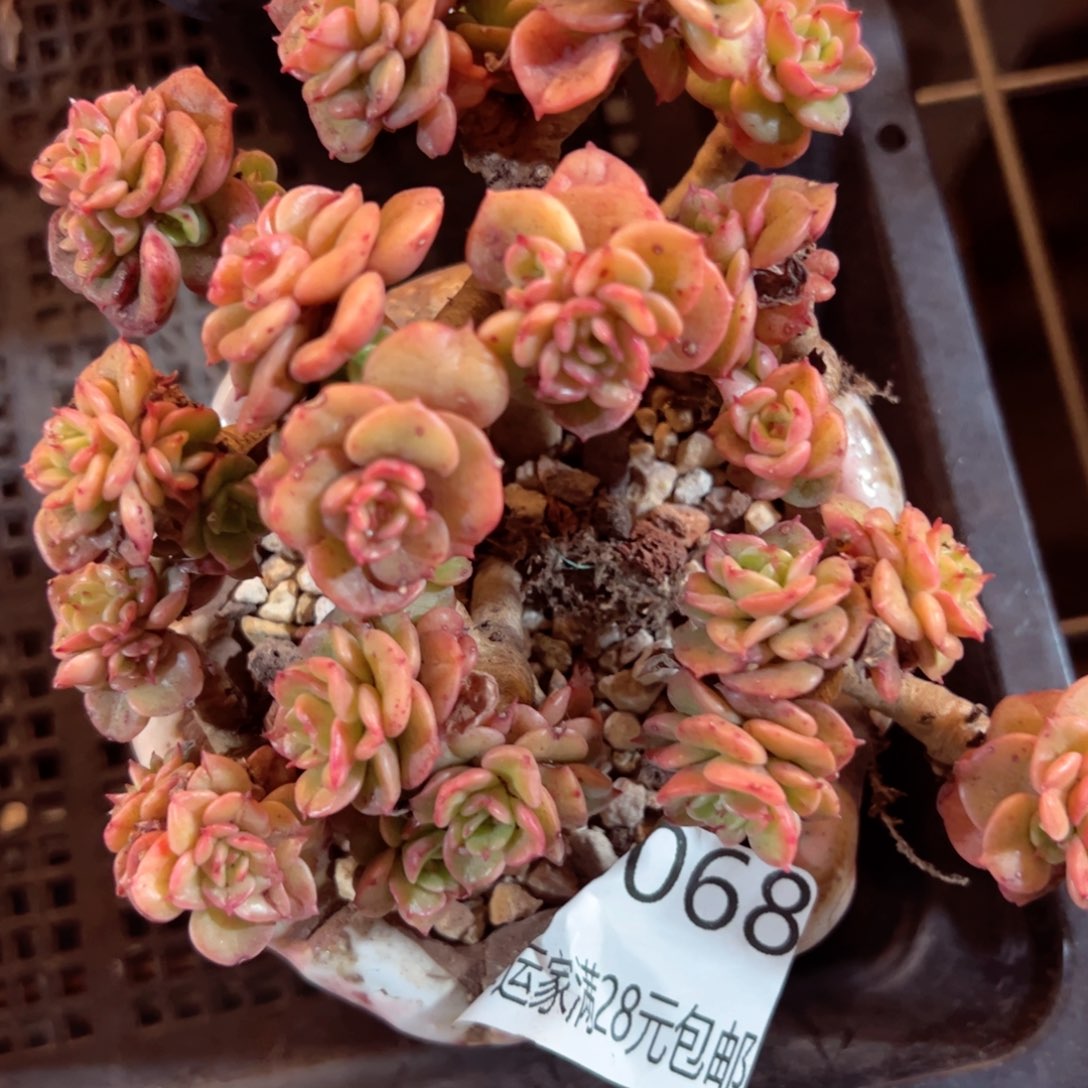 幸运的是我的朋友们都