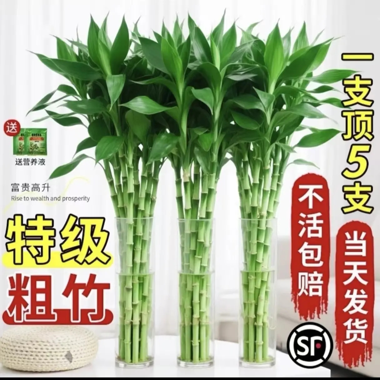 带根大叶富贵竹水培绿植室内客厅好养净化空气盆栽