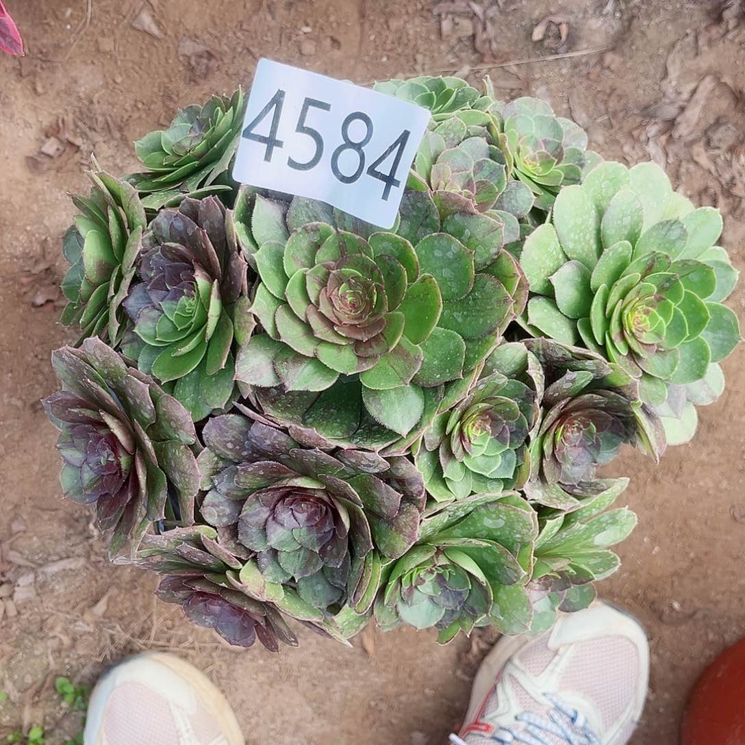 4584花月夜多肉植物