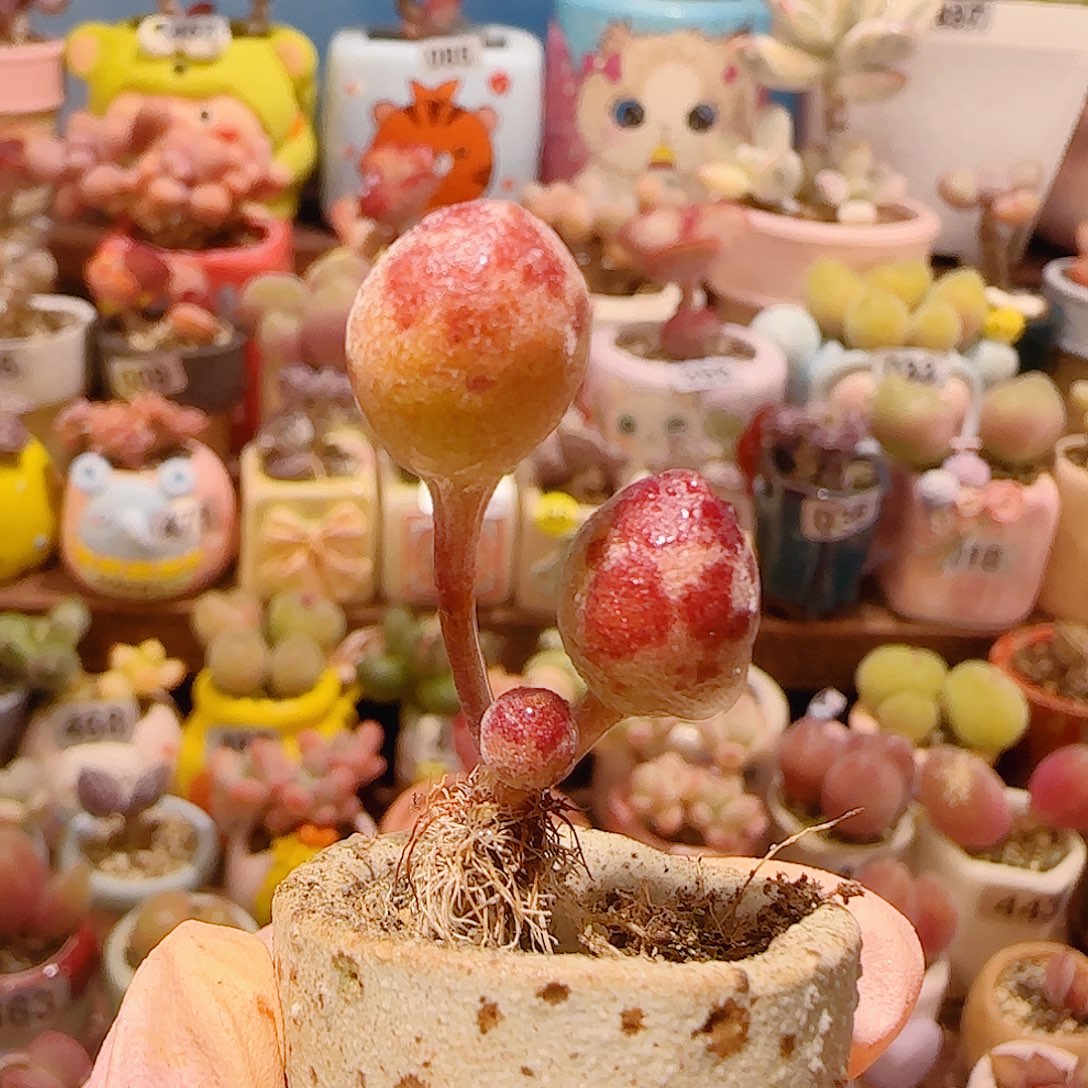 T鼓槌红泡泡盆口2.5cm