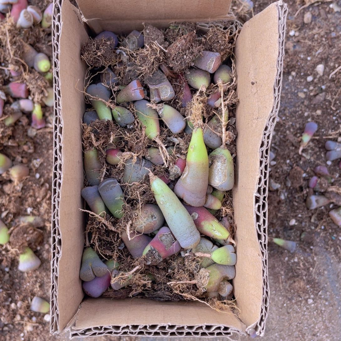 一箱混搭888888888888888