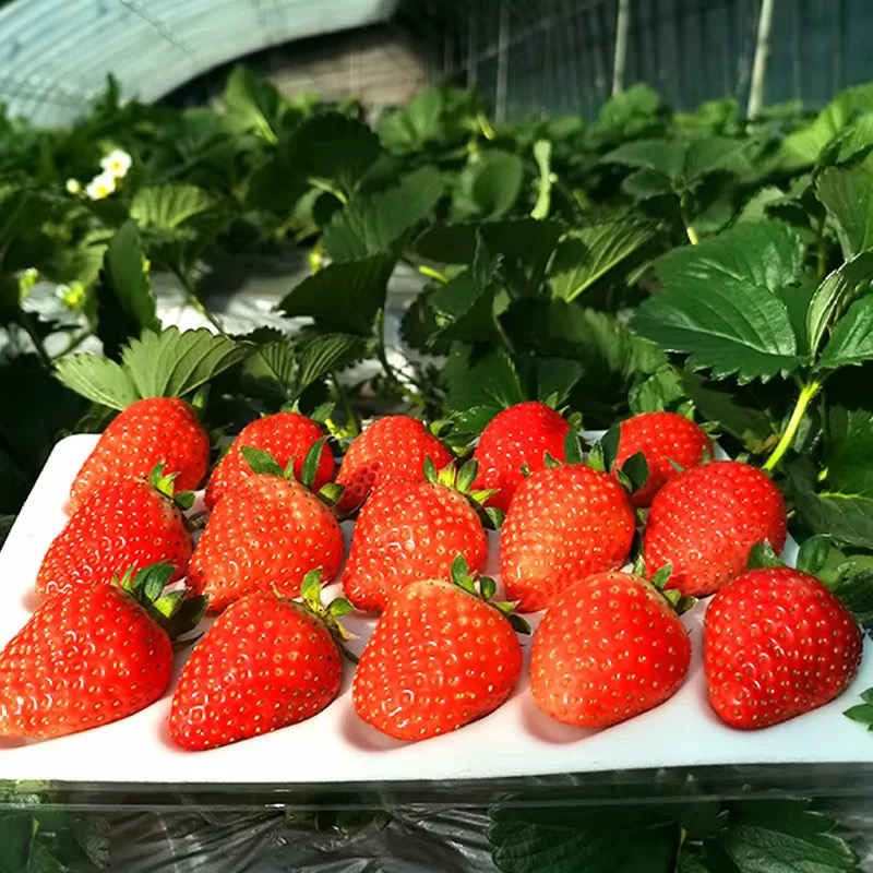 密云本地红颜草莓8甜2酸果香味浓京津冀次日达新鲜孕妇水果现摘北京市