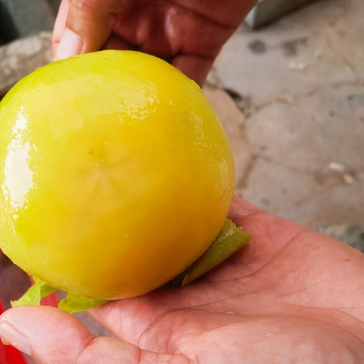 冰淇淋果：绿植花卉云南芒市发货顺丰包邮