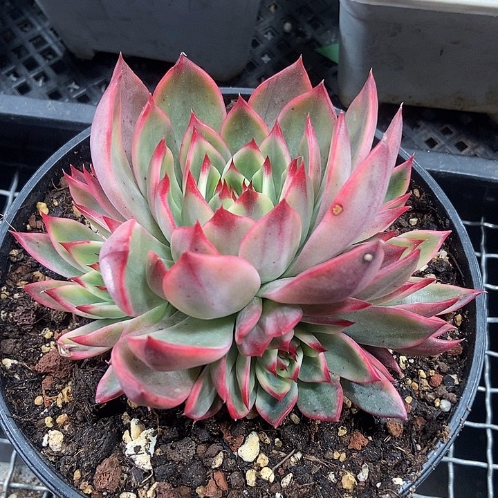 桃花锦群多肉植物