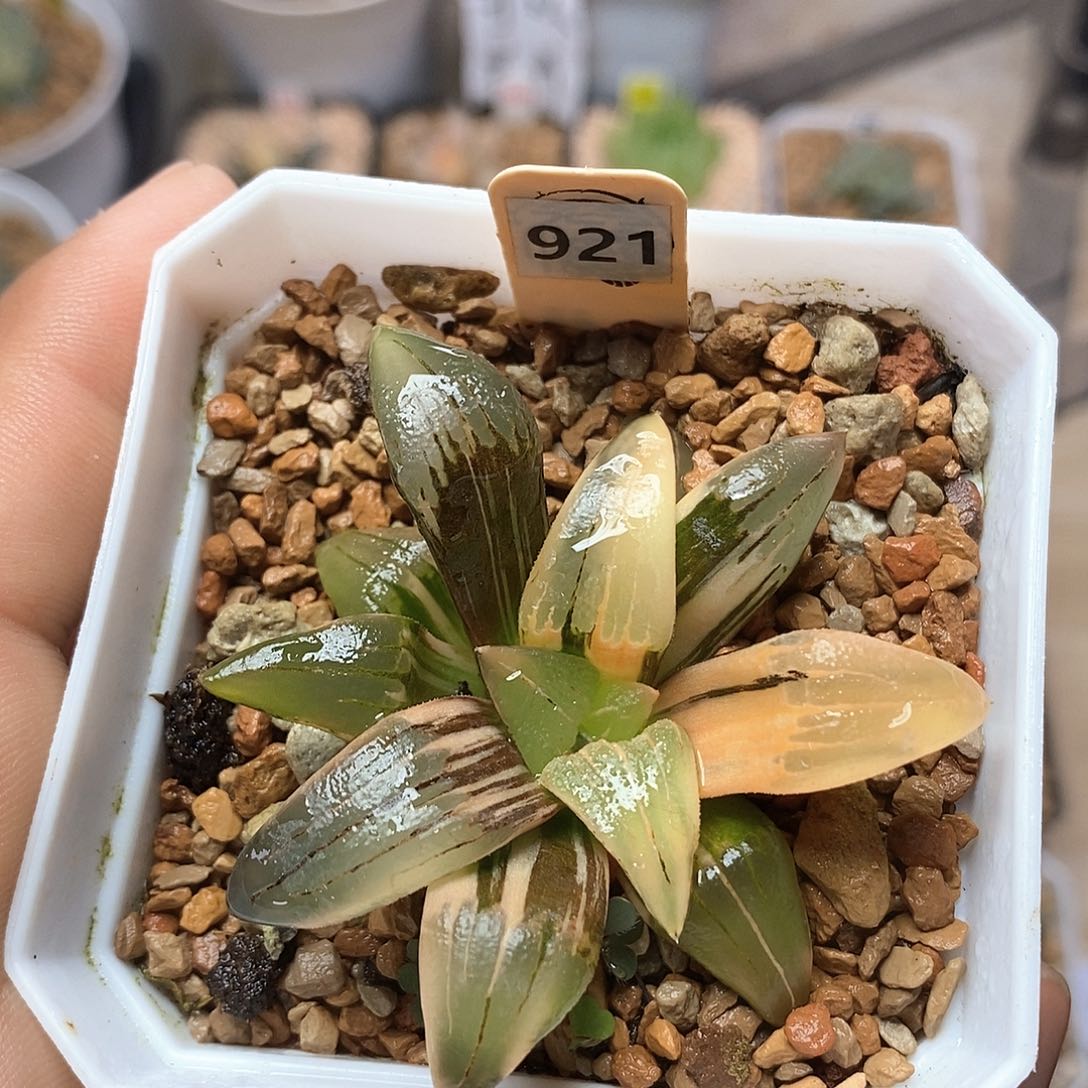 红陶921号红纹寿锦一物一拍