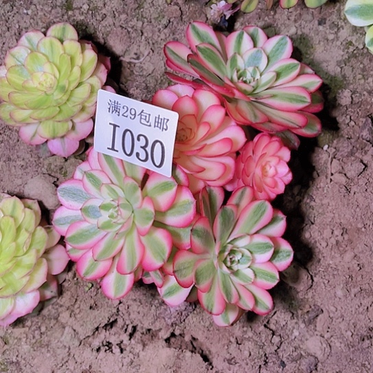1030倾城多肉植物