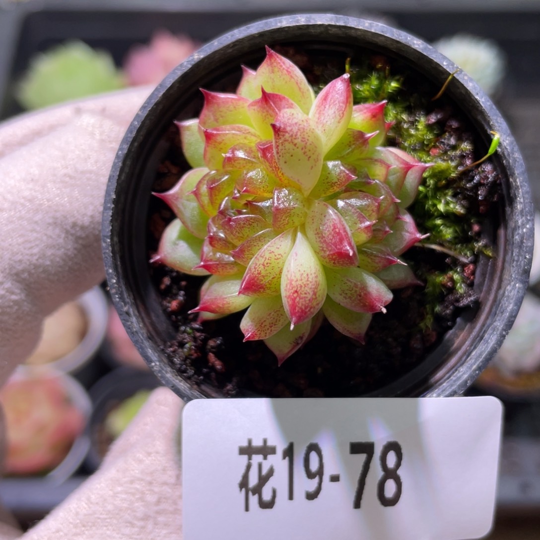 花利美19-78海王双头