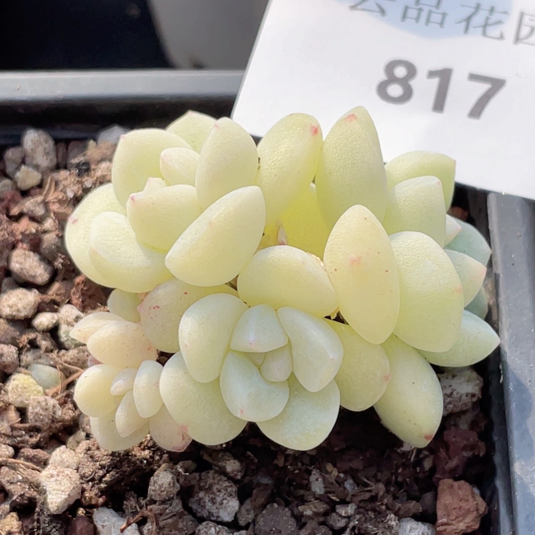 817号糖心冰心珍妮 冰玉