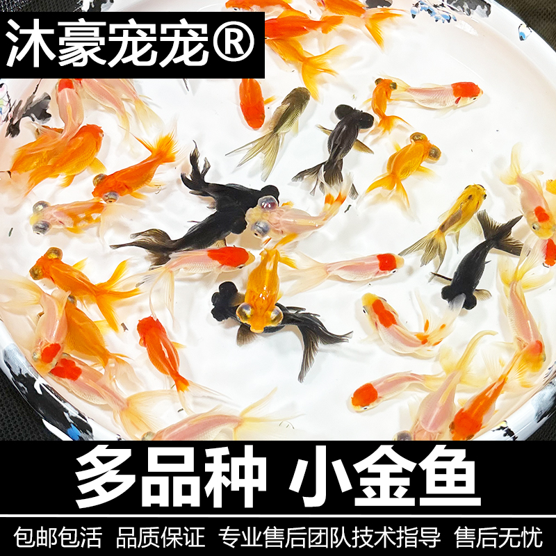 沐豪宠宠【运营推荐】混搭小金鱼耐活观赏鱼懒人冷水鱼淡水好养龙晴